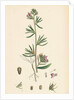 Antirrhinum Orontium Corn Snapdragon by Anonymous