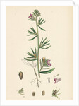 Antirrhinum Orontium Corn Snapdragon by Anonymous