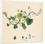 Linaria Cymbalaria Ivy-Leaved Toadflax by Anonymous