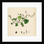 Linaria Cymbalaria Ivy-Leaved Toadflax by Anonymous