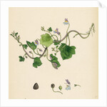 Linaria Cymbalaria Ivy-Leaved Toadflax by Anonymous