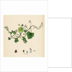 Linaria Cymbalaria Ivy-Leaved Toadflax by Anonymous