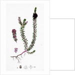 Empetrum Nigrum Crow-Berry by Anonymous