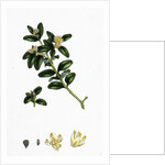 Buxus Sempervirens Common Box by Anonymous