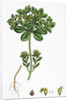 Euphorbia Helioscopia Sun Spurge by Anonymous