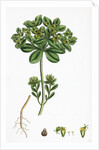 Euphorbia Helioscopia Sun Spurge by Anonymous