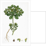 Euphorbia Helioscopia Sun Spurge by Anonymous