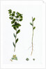 Euphorbia Platyphylla Broad-Leaved Warted Spurge by Anonymous