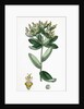 Euphorbia Hiberna Irish Spurge by Anonymous