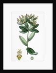 Euphorbia Hiberna Irish Spurge by Anonymous