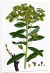 Euphorbia Pilosa Downy Spurge by Anonymous
