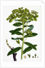 Euphorbia Pilosa Downy Spurge by Anonymous
