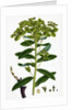 Euphorbia Pilosa Downy Spurge by Anonymous