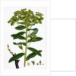 Euphorbia Pilosa Downy Spurge by Anonymous