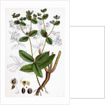 Euphorbia Coralloides Coral Spurge by Anonymous