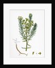 Euphorbia Cyparissias Cyprus Spurge by Anonymous