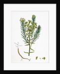 Euphorbia Cyparissias Cyprus Spurge by Anonymous