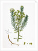 Euphorbia Cyparissias Cyprus Spurge by Anonymous