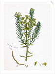 Euphorbia Cyparissias Cyprus Spurge by Anonymous