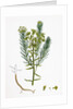 Euphorbia Cyparissias Cyprus Spurge by Anonymous