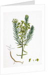 Euphorbia Cyparissias Cyprus Spurge by Anonymous
