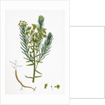 Euphorbia Cyparissias Cyprus Spurge by Anonymous