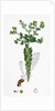 Euphorbia Paralias Sea Spurge by Anonymous