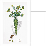 Euphorbia Paralias Sea Spurge by Anonymous