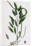 Bromus Secalinus Var. Velutinus Rye Brome-Grass Var. B. by Anonymous