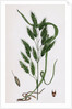 Bromus Secalinus Var. Velutinus Rye Brome-Grass Var. B. by Anonymous