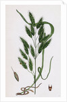 Bromus Secalinus Var. Velutinus Rye Brome-Grass Var. B. by Anonymous