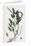 Bromus Secalinus Var. Velutinus Rye Brome-Grass Var. B. by Anonymous