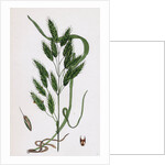 Bromus Secalinus Var. Velutinus Rye Brome-Grass Var. B. by Anonymous