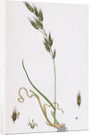 Bromus Racemosus Racemose Brome-Grass by Anonymous