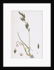 Bromus Racemosus Racemose Brome-Grass by Anonymous