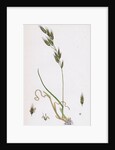 Bromus Racemosus Racemose Brome-Grass by Anonymous