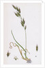 Bromus Racemosus Racemose Brome-Grass by Anonymous