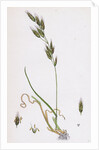 Bromus Racemosus Racemose Brome-Grass by Anonymous