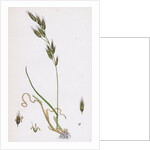 Bromus Racemosus Racemose Brome-Grass by Anonymous