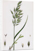 Bromus Mollis Var. Genuinus Soft Brome-Grass Var. A. by Anonymous
