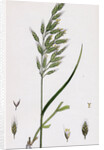 Bromus Mollis Var. Genuinus Soft Brome-Grass Var. A. by Anonymous