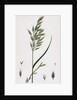Bromus Mollis Var. Genuinus Soft Brome-Grass Var. A. by Anonymous