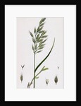 Bromus Mollis Var. Genuinus Soft Brome-Grass Var. A. by Anonymous