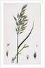 Bromus Mollis Var. Genuinus Soft Brome-Grass Var. A. by Anonymous
