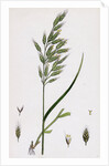 Bromus Mollis Var. Genuinus Soft Brome-Grass Var. A. by Anonymous