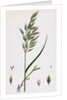 Bromus Mollis Var. Genuinus Soft Brome-Grass Var. A. by Anonymous