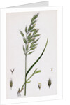 Bromus Mollis Var. Genuinus Soft Brome-Grass Var. A. by Anonymous