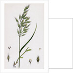 Bromus Mollis Var. Genuinus Soft Brome-Grass Var. A. by Anonymous