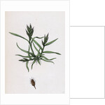 Bromus Mollis Var. Ferronii Soft Brome-Grass Var. Y. by Anonymous