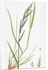 Brachypodium Sylvaticum Wood False-Brome-Grass by Anonymous